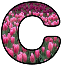 Dekobuchstaben-Tulpe_C.jpg